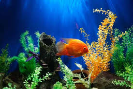 Types of Aquarium Filter Media