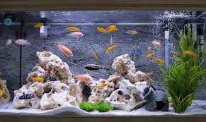 Types of Aquarium Filter Media