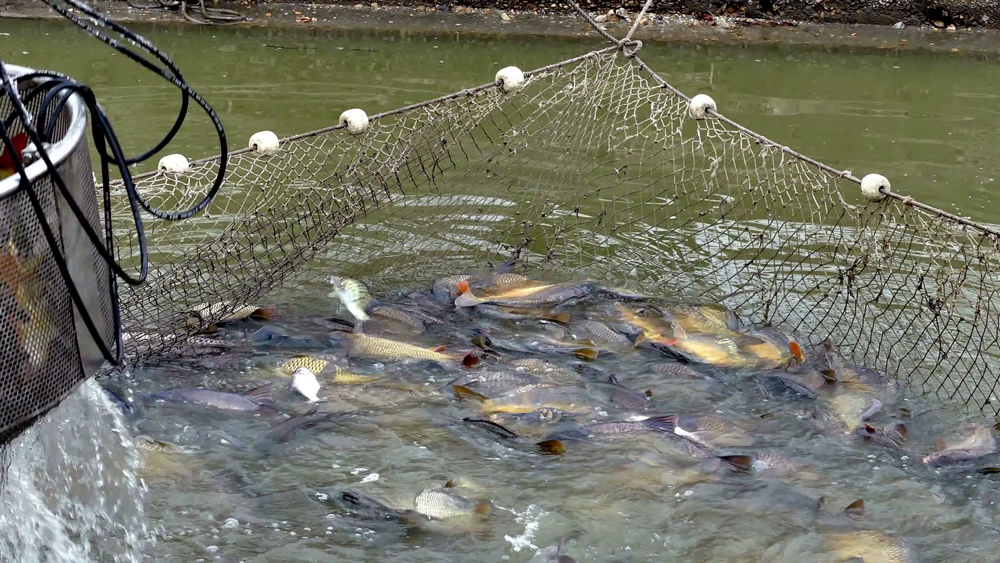 Fish Harvesting