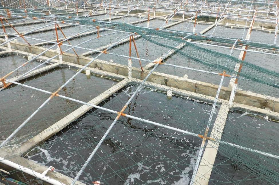 How to start fish farming