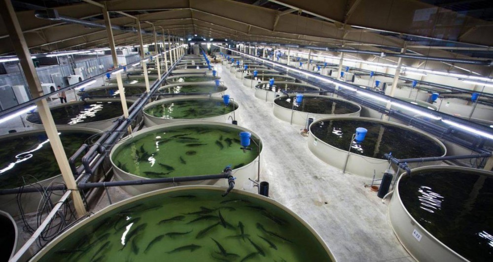 How to start fish farming