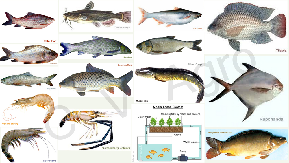 Selecting the Fish Species
