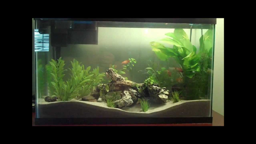 A Step by Step Guide on How to Start an Aquarium