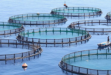 The Ultimate Guide to Fish Farming